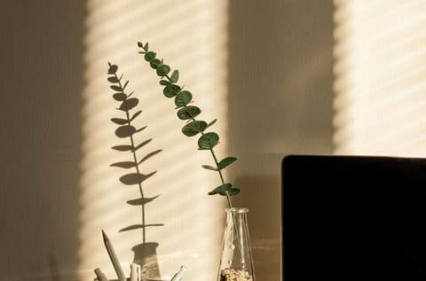 A plant beside a window with half-closed blinds